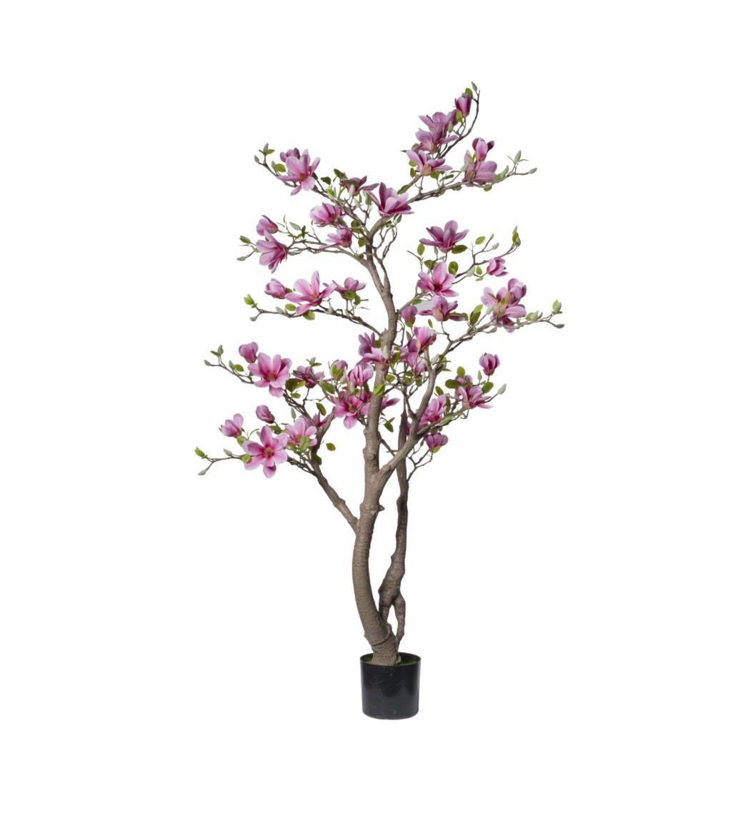 PIANTA MAGNOLIA 180 CM  FIORI ROSA SCURO