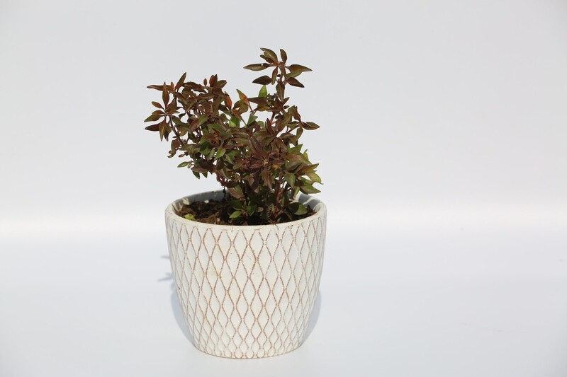 Red Leaf House Plant 