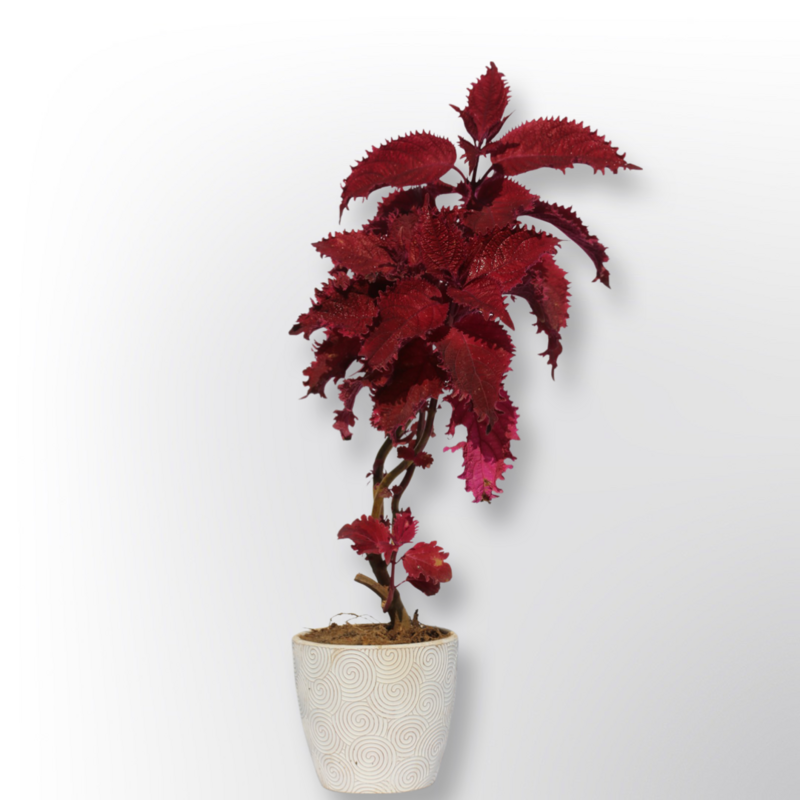 Coleus Plant 