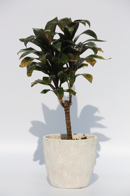 Dracaena Plant