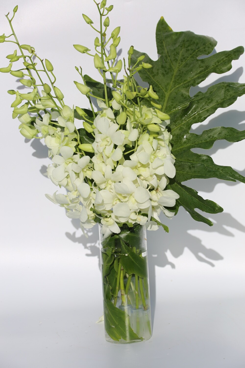 PREMIUM / Every Month /  6 Months