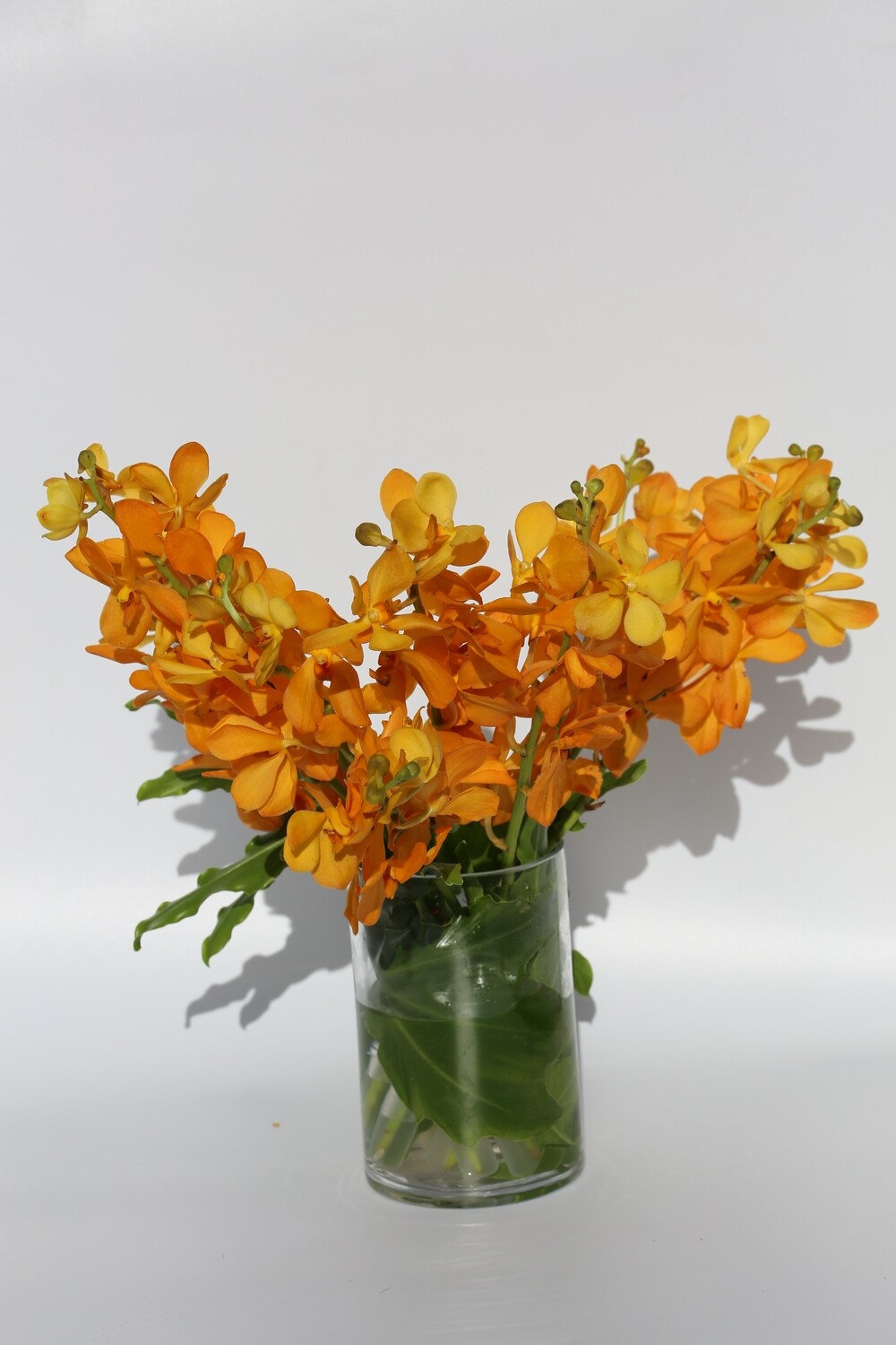 PREMIUM / Every 2 Weeks /  6 Months