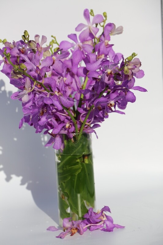 PREMIUM / Every Week /  6 Months