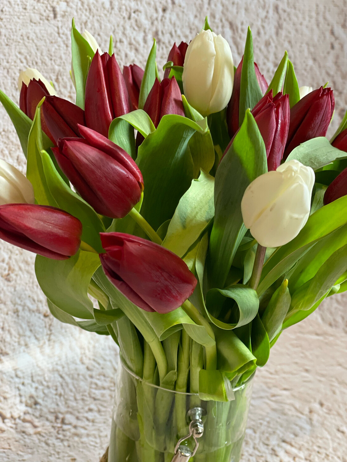 White And Red Beauty