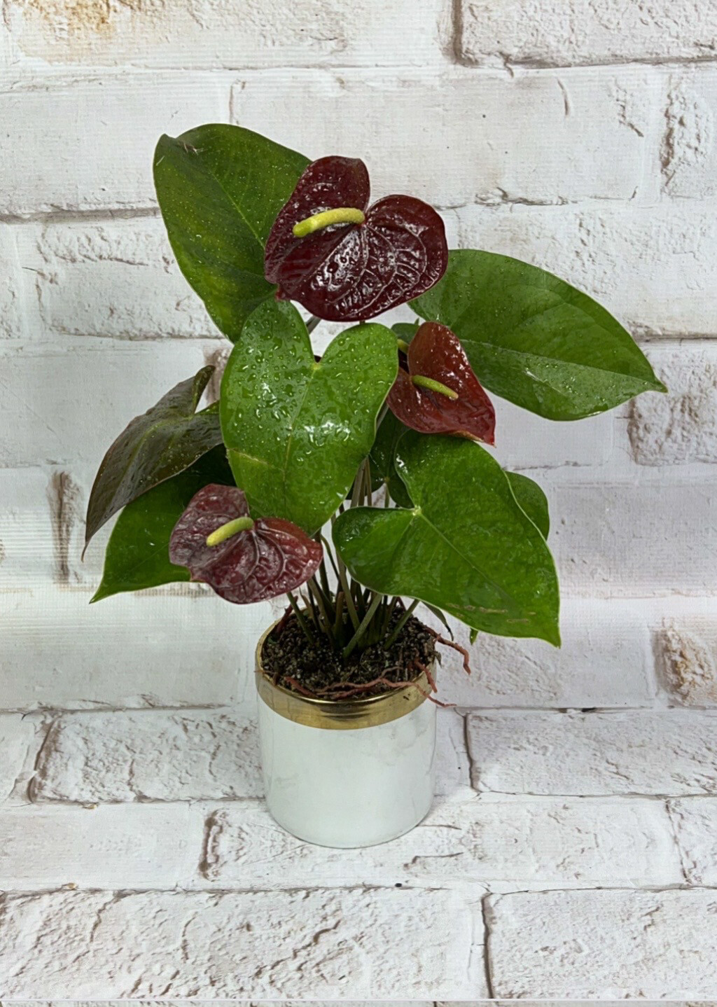 Plant With A Violet Leaf