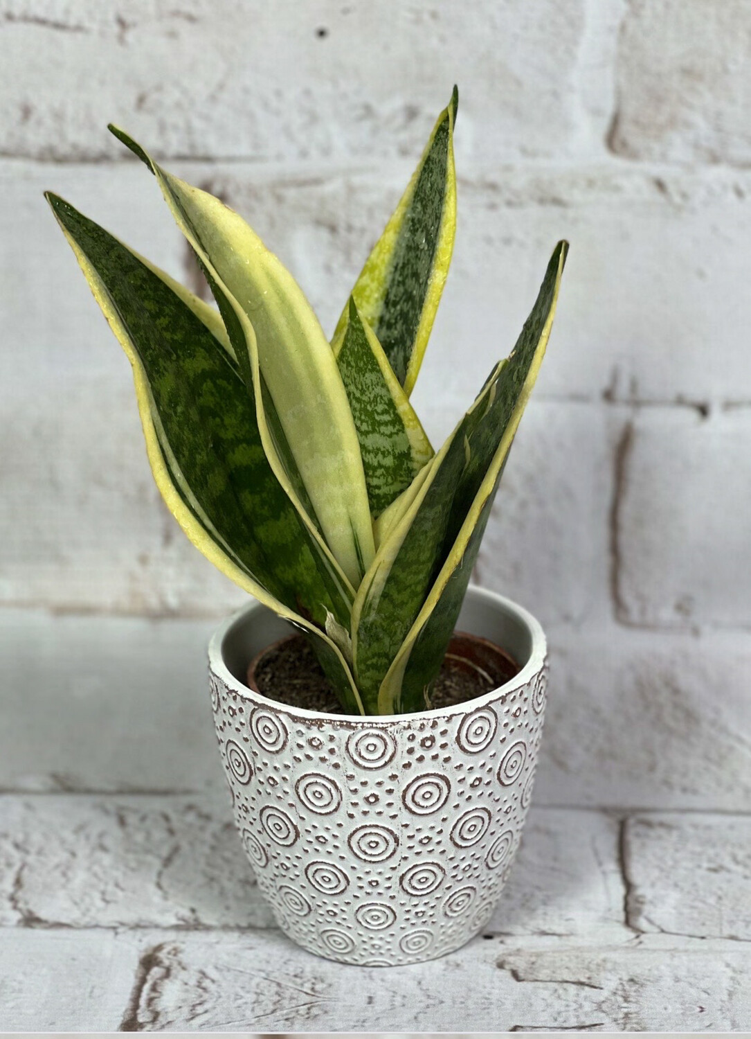 Different Shades Of Green Cactus