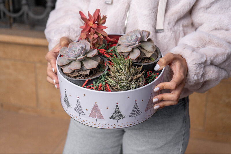 Cactus Box