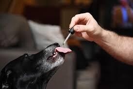 CBD TINCTURES FOR DOGS & CATS