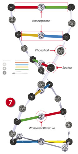 Bauanleitung DNA