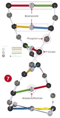 Bauanleitung DNA