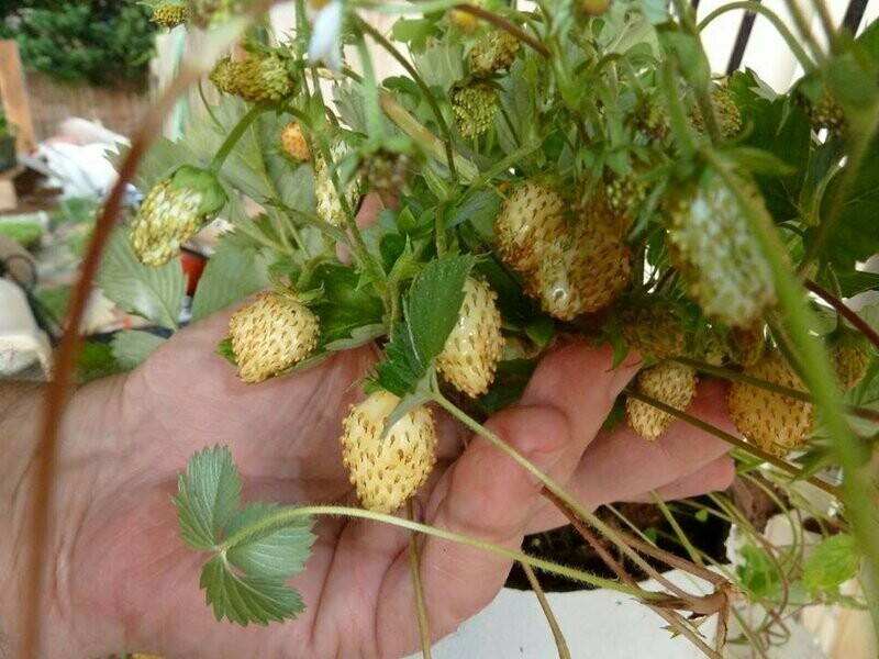 Fragaria vesca 'Snövit'