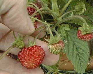Fragaria moschata (musk strawberries or bubble berries) 100+ Seeds
