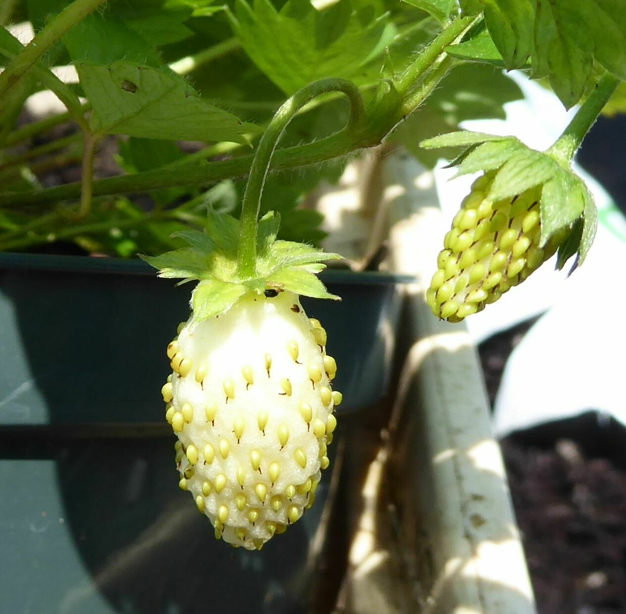 Alpine Strawberry 'Milk' 25+ Seeds