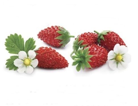 Alpine Strawberry 'Waldsteinchen' 15+ Seeds Alpine Strawberry 'Waldsteinchen' 15+ Seeds