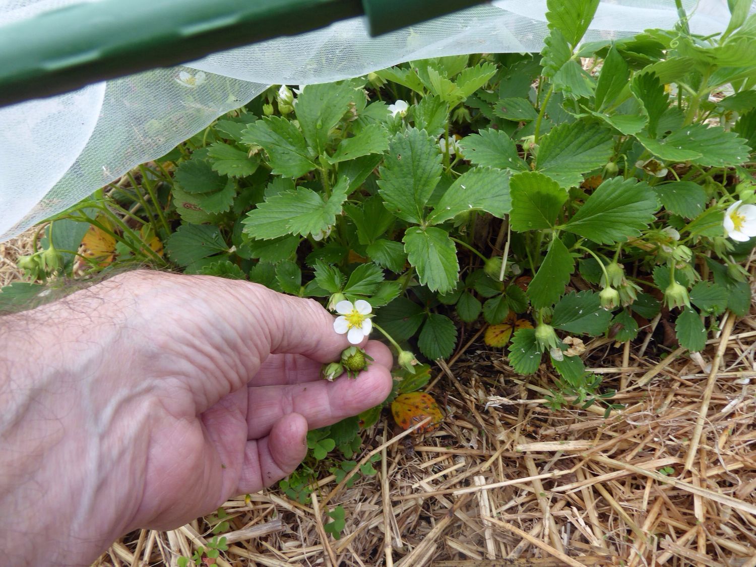 Woodland Strawberry 'Rödluvan' - 25+ Seeds