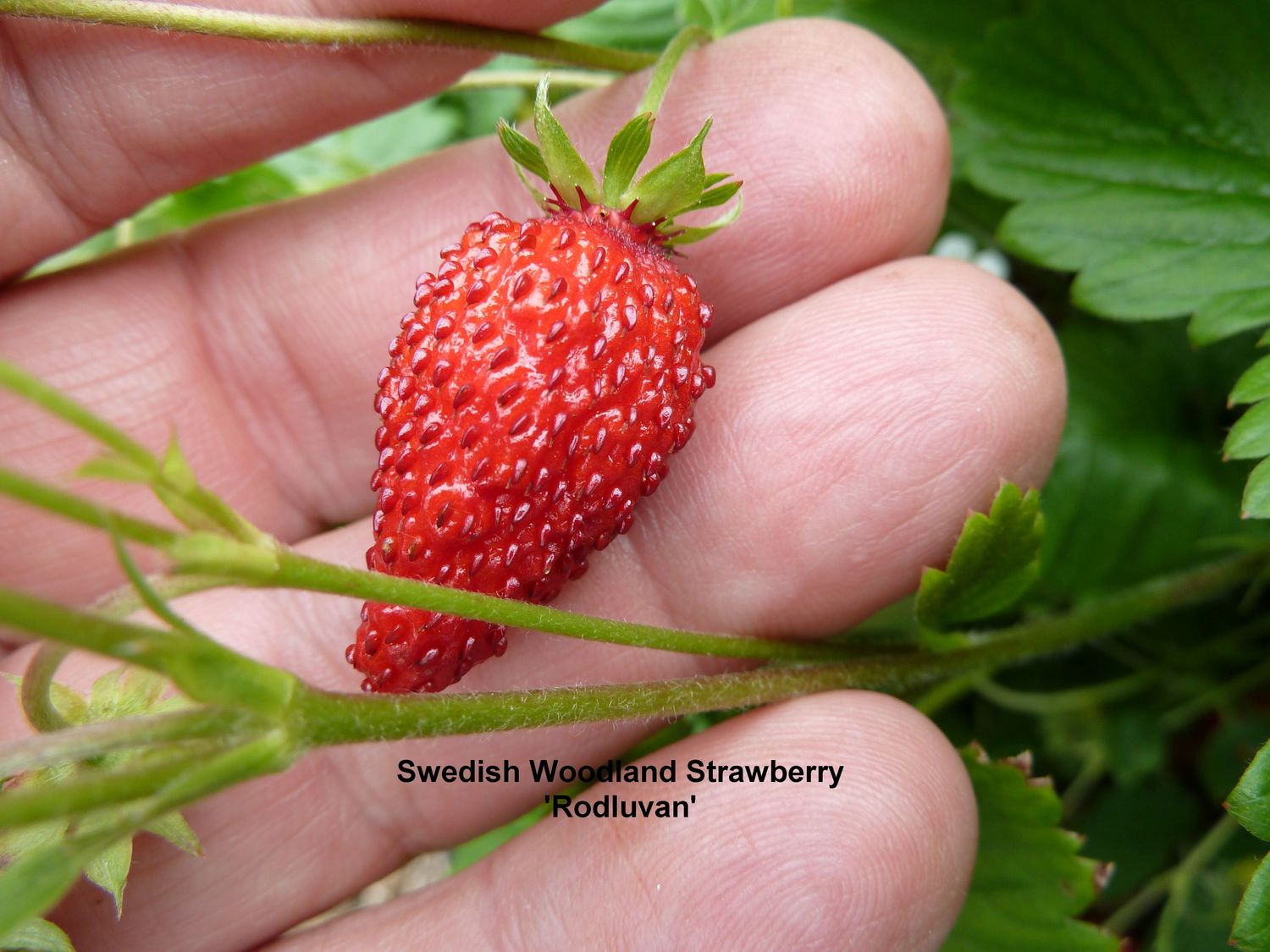 Woodland Strawberry 'Rödluvan' - 25+ Seeds