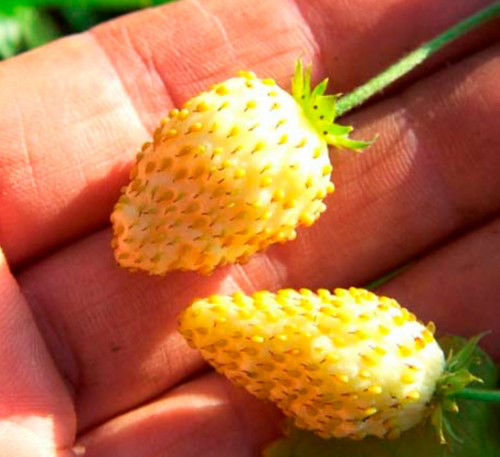 FRAGARIA vesca 'Golden Dessert' - 25+ Seeds
