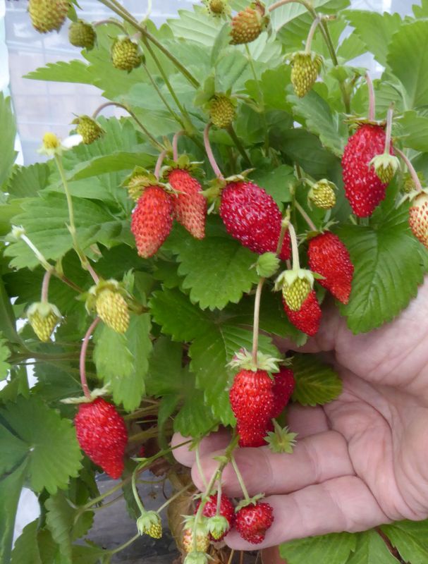Alpine Strawberry 'Bowlenzauber' 50+ Seeds Alpine Strawberry 'Bowlenzauber' 50+ Seeds