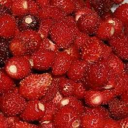Alpine Strawberry French Collection - 300+ Seeds