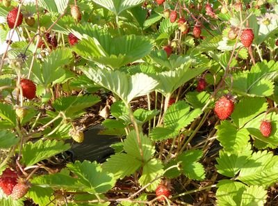 Woodland Strawberries