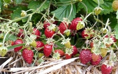 Alpine Strawberry 'Reine des Vallees' - About 2800 Seeds