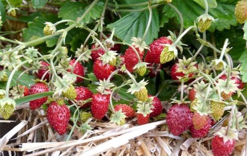 Alpine Strawberry 'Reine des Vallees' 100+ Seeds