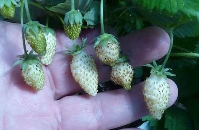Alpine Strawberry 'White Soul' - About 2800 Seeds
