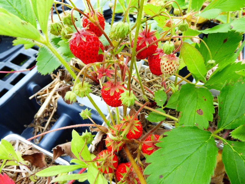 Virginia Strawberry - 50+ Seeds