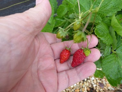 Alpine Strawberry 'Deesse des Vallees' - 100+ Seeds