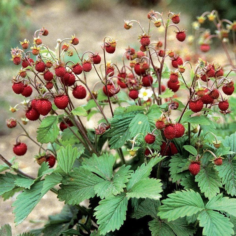 Wild Runnering Woodland Strawberry 50+ Seeds Wild Runnering Woodland Strawberry 50+ Seeds