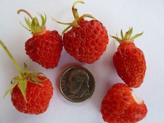 Virginia Strawberry 'Intensity' 20+ Seeds