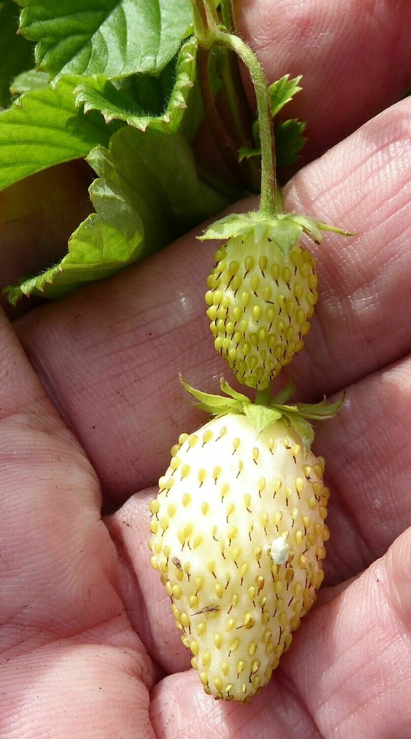 Fragaria vesca ssp vesca 'Hawaii 4' - 15+ Seeds