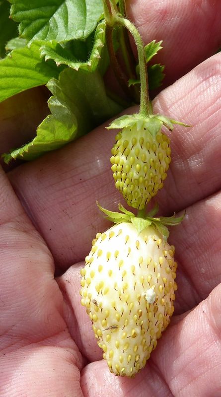 Fragaria vesca ssp vesca 'Hawaii 4' - 15+ Seeds