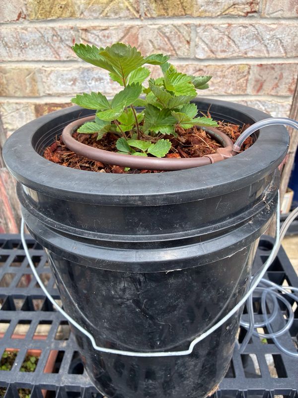 Fragaria vesca ssp vesca 'Hawaii 4' - 15+ Seeds Fragaria vesca ssp vesca 'Hawaii 4' - 15+ Seeds
