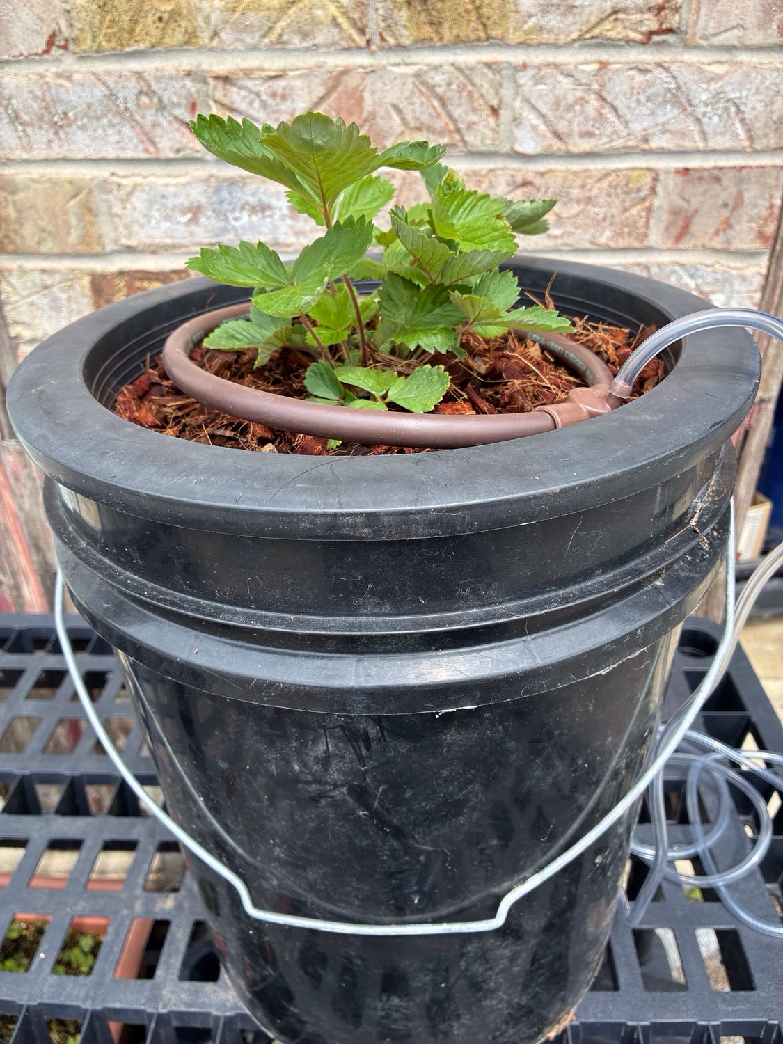 Fragaria vesca ssp vesca 'Hawaii 4' - 15+ Seeds