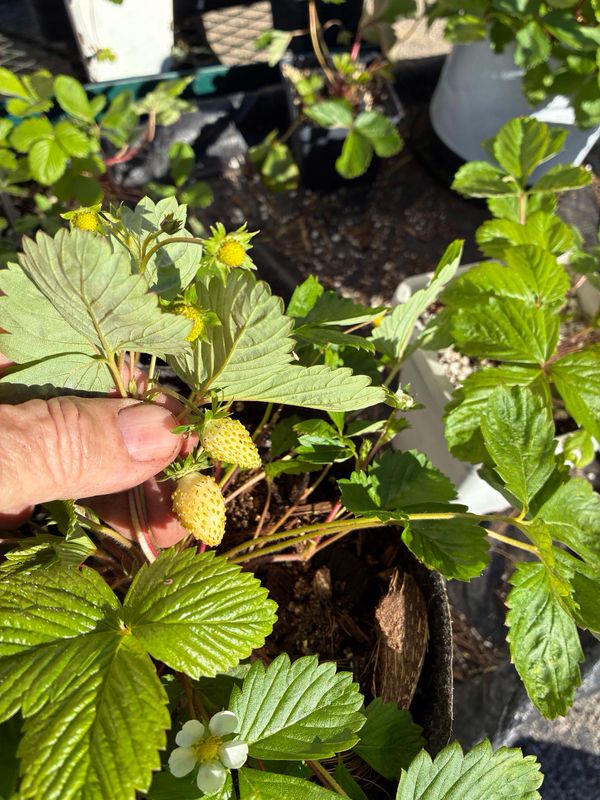 Fragaria vesca ssp vesca 'Hawaii 4' - 10 Seeds Fragaria vesca ssp vesca 'Hawaii 4' - 10 Seeds