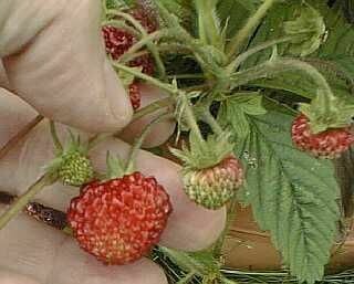 Fragaria moschata (musk strawberries or bubble berries) 25+ Seeds
