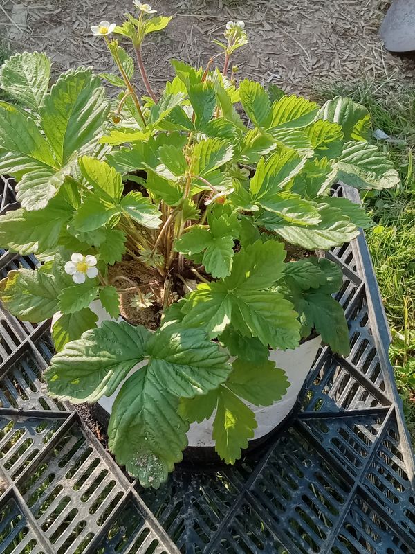 Alpine Strawberry 'Waldsteinchen' (Mini Red) 15+ Seeds