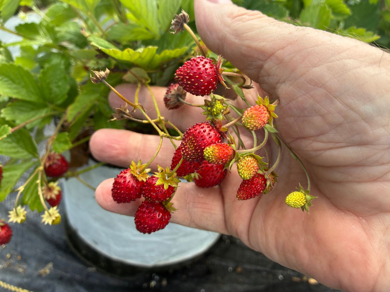 Alpine Strawberry 'Waldsteinchen' (Mini Red Alpine) 25+ Seeds