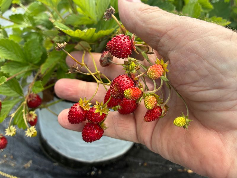 Alpine Strawberry 'Waldsteinchen' (Mini Red Alpine) 25+ Seeds