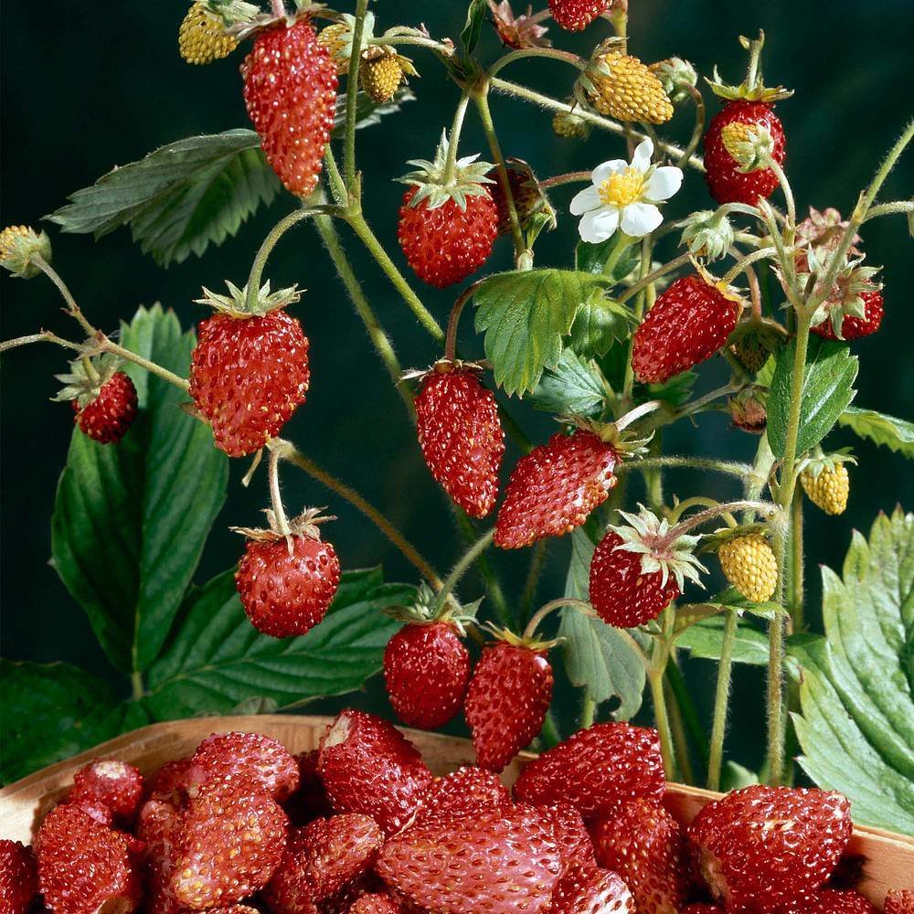 Alpine Strawberry 'Mignonette' 50+ Seeds