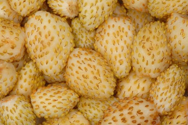 Alpine Strawberry 'Yellow Wonder' 25+ Seeds