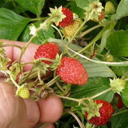 Alpine Strawberry 'Regina' - 50+ Seeds