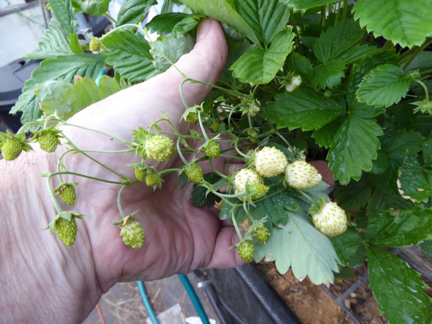 Alpine Strawberry 'Ivory' 25+ Seeds