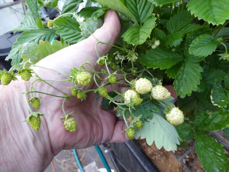 Alpine Strawberry 'Ivory' 25+ Seeds