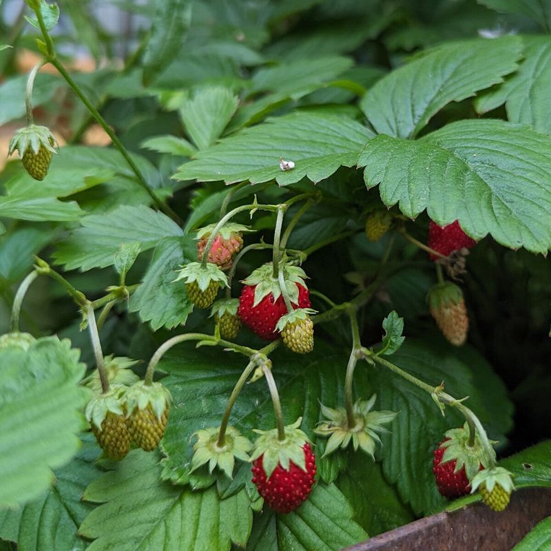 Trailing Alpine Strawberry 'Attila' - 50+ Seeds