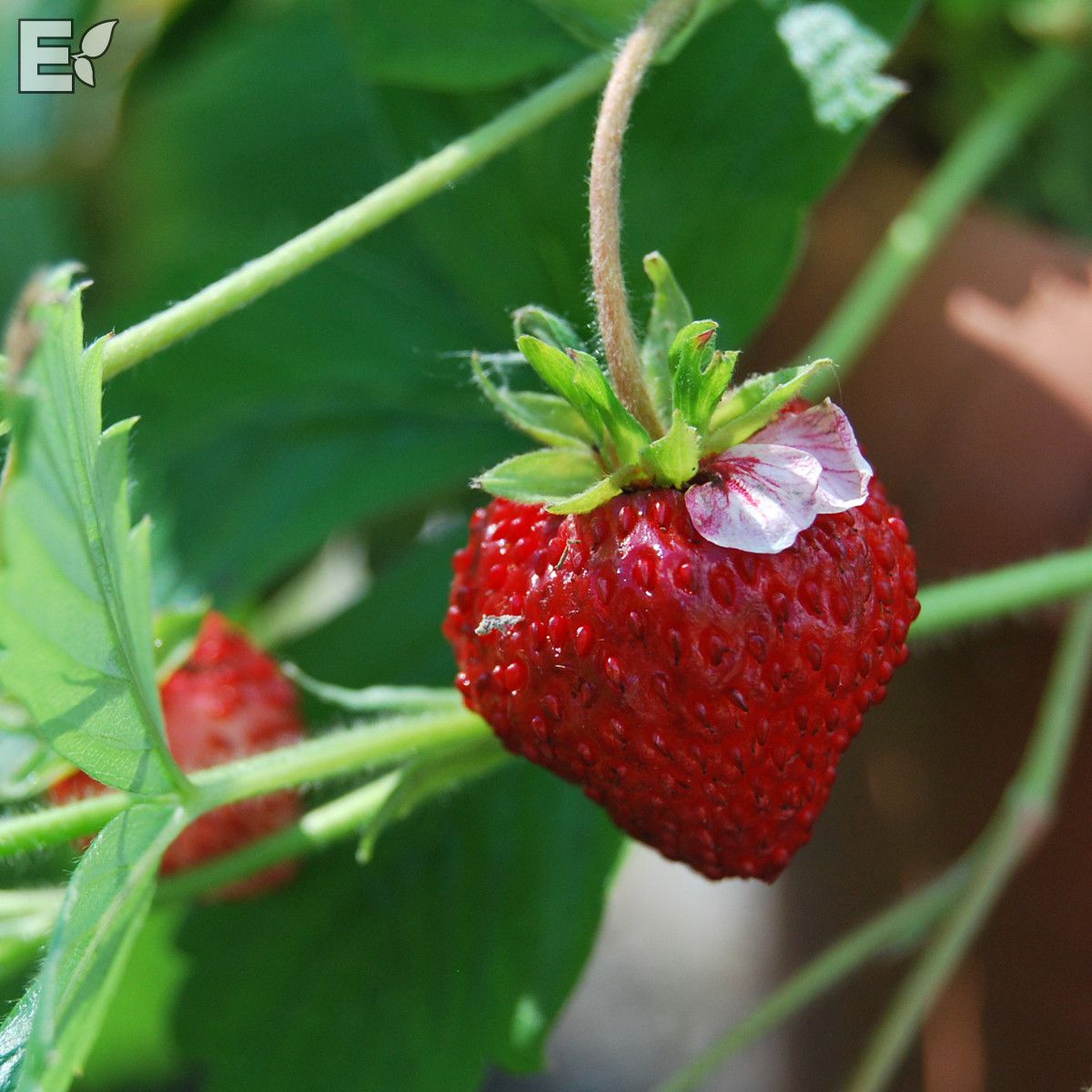 Woodland Strawberry 'Rodluvan' - 25+ Seeds