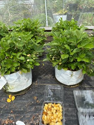 FRAGARIA vesca 'Golden Dessert' - 15 Seeds