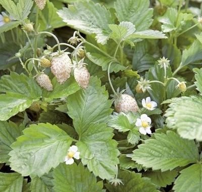 Alpine Strawberry 'White Solemacher' 25+ Seeds