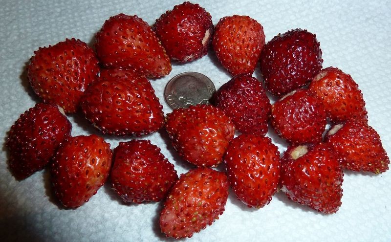 Alpine Strawberry 'Red Wonder' 50+ Seeds